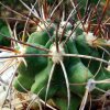Copiapoa _coquimbana  'pseudocoquimbana' 05